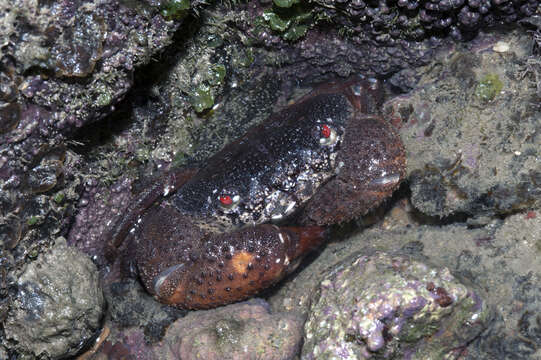 Image of Eriphia ferox Koh & P. K. L. Ng 2008