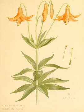 Lilium canadense L. resmi