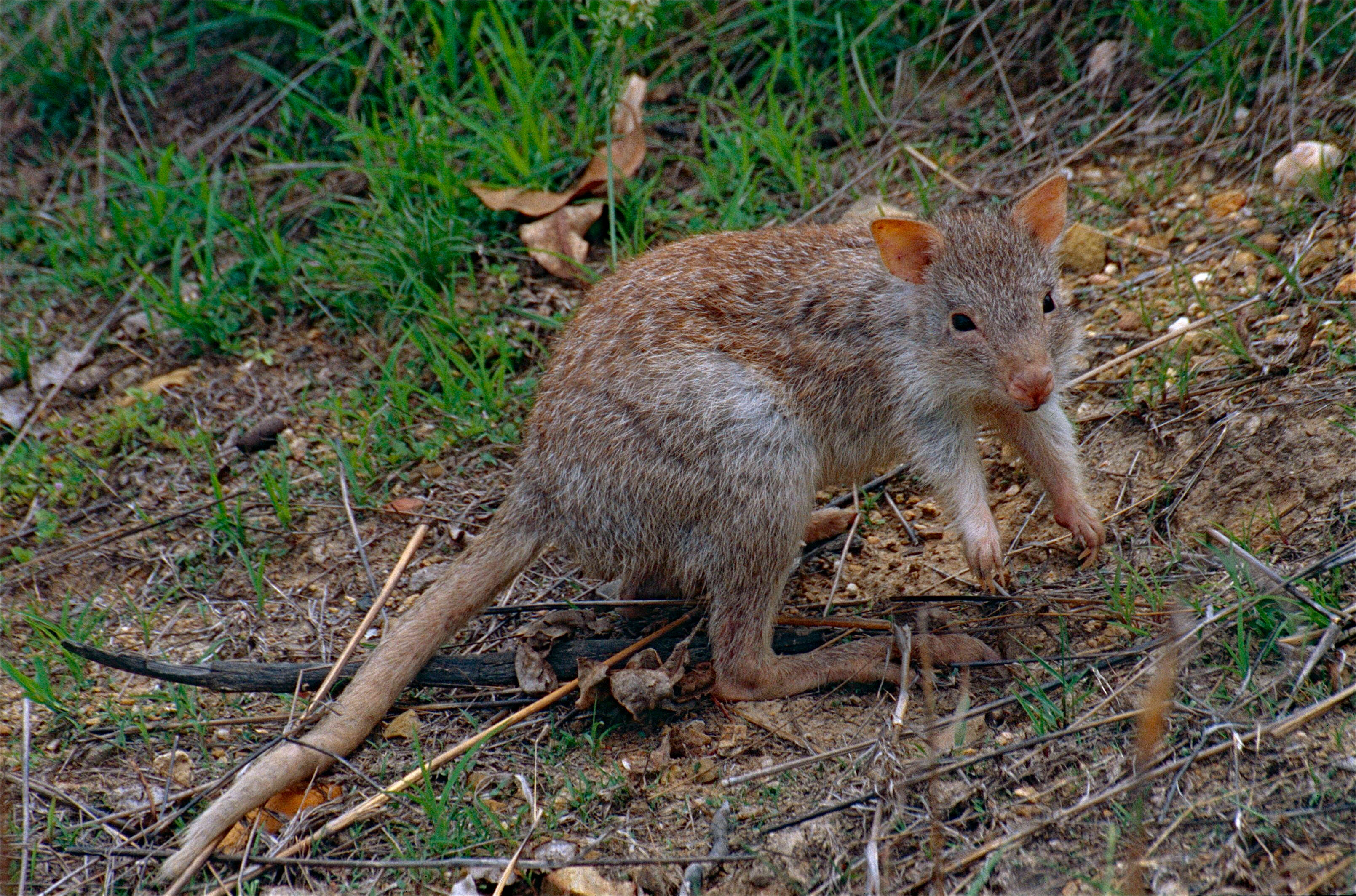 Image of bettongs, potoroos, and rat kangaroos