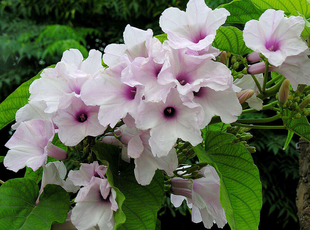 Слика од Ipomoea carnea subsp. fistulosa (Mart. ex Choisy) D. F. Austin