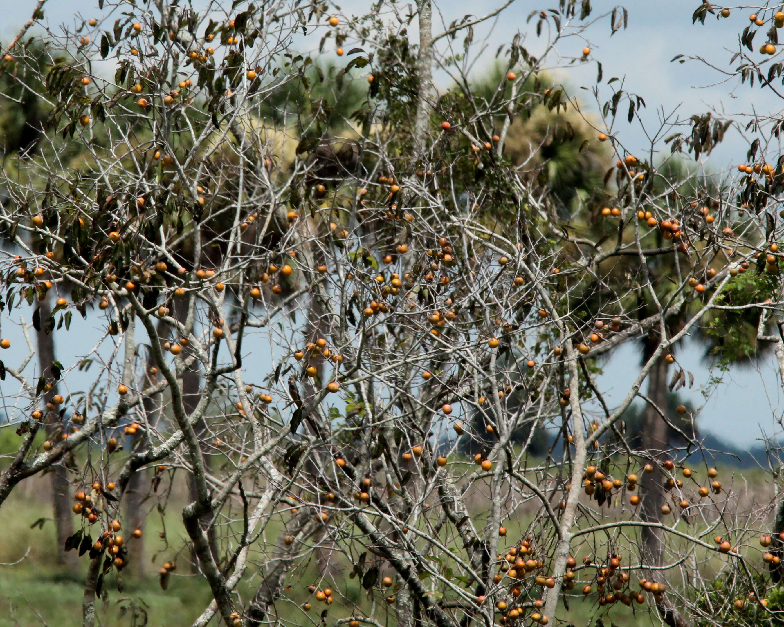 Image of diospyros