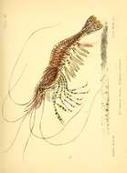 Image of coral shrimp