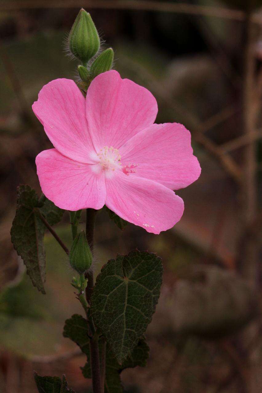 Image of Pavonia rosa-campestris A. St.-Hil.