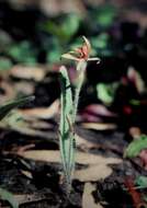 Image of Dancing spider orchid