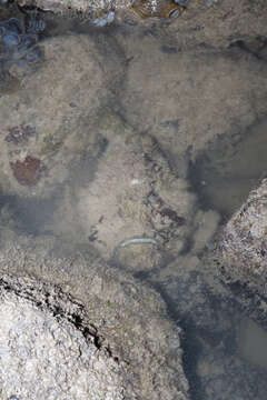 Image of Estuarine stonefish