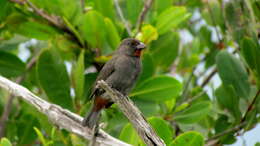 Image of Antillean bullfinches