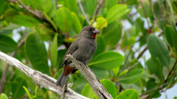 Image of Lesser Antillean Bullfinch