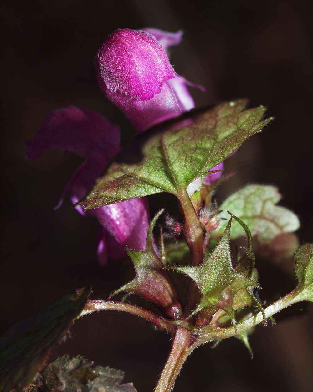 Image of spotted dead-nettle