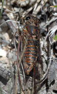 Image of Cicadas, Leafhoppers, and Treehoppers