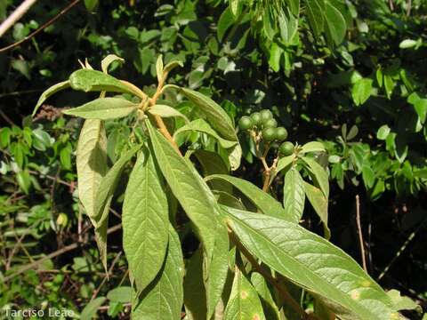 Solanum asperum L. A. Rich.的圖片