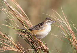 Image of Cisticola Kaup 1829