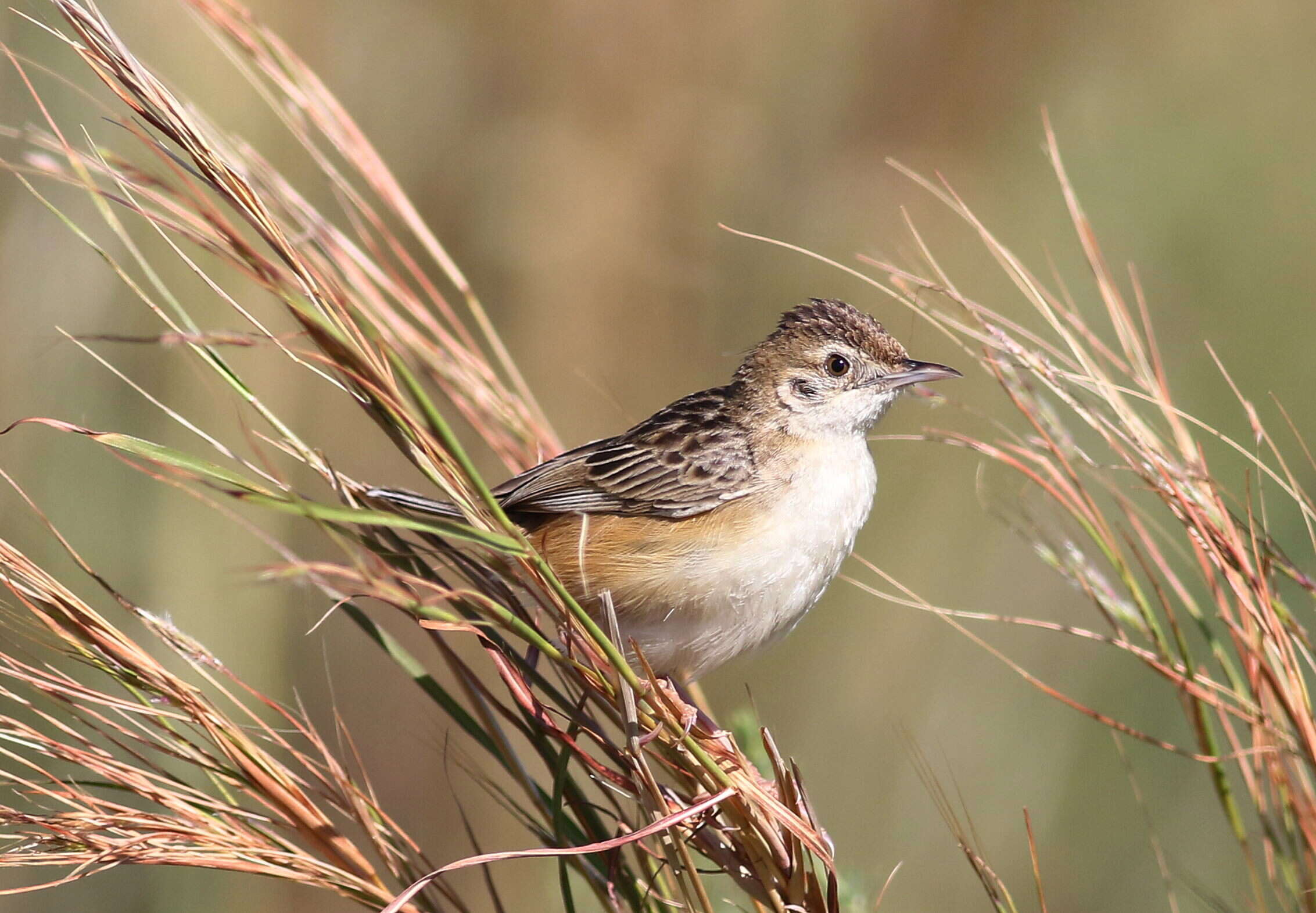 Image of Fan-tailed Cisticola