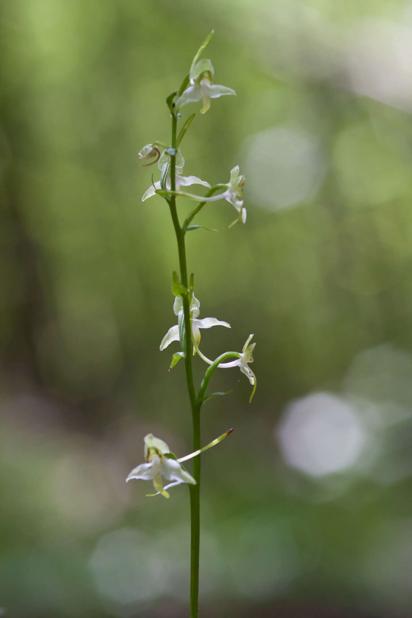 Image of Fringed orchids