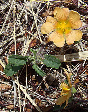Image of Indian mallow