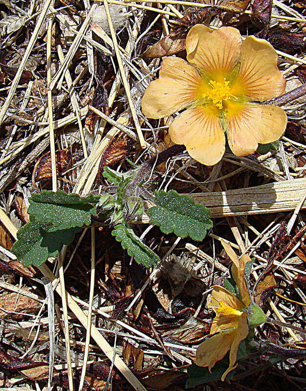 Imagem de Abutilon theophrasti Medik.