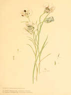 Слика од Calochortus gunnisonii S. Watson