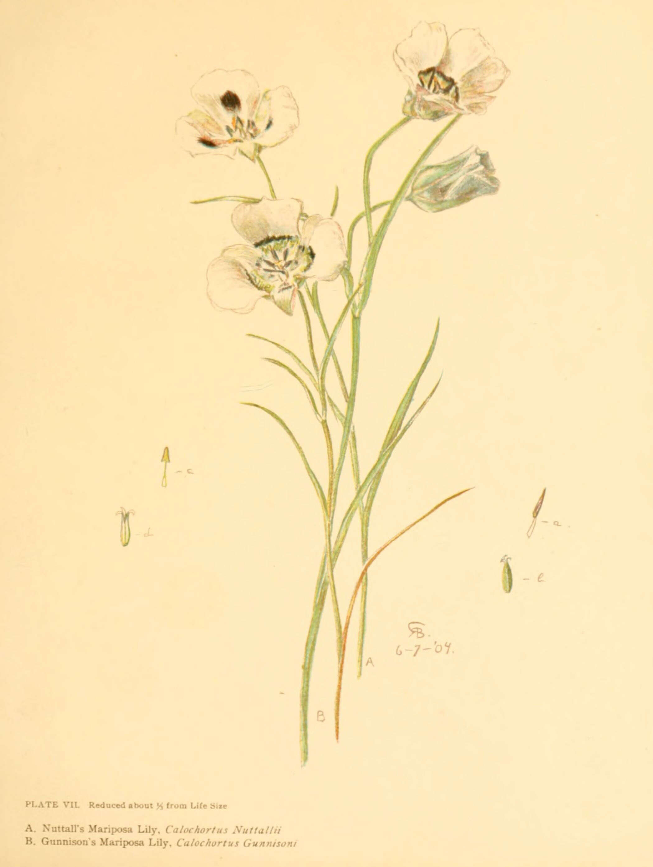 Слика од Calochortus gunnisonii S. Watson