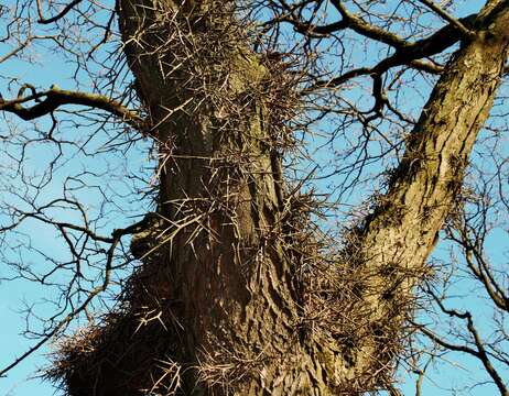 Image of Honey Locust