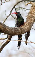 Image of woodhoopoes