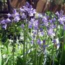 Image of Hyacinthoides hispanica