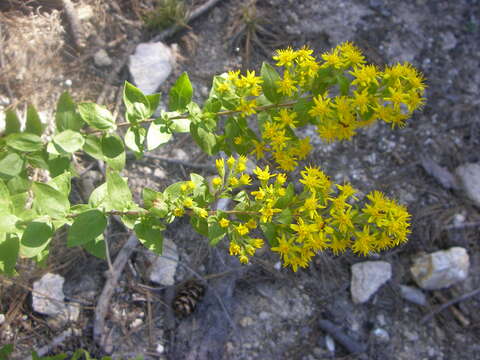 Image of Wright's goldenrod