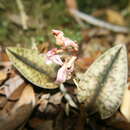 Image of Leaf litter orchid