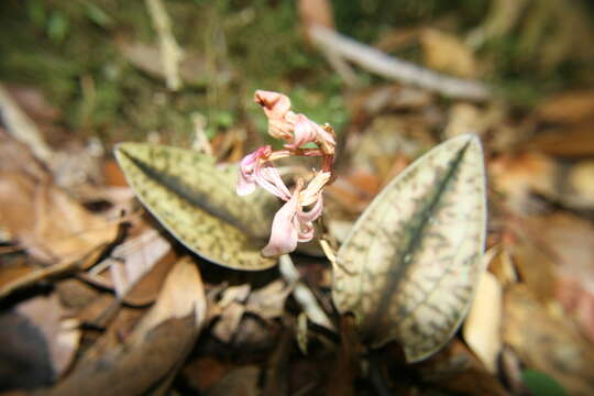 Image of Leaf litter orchid