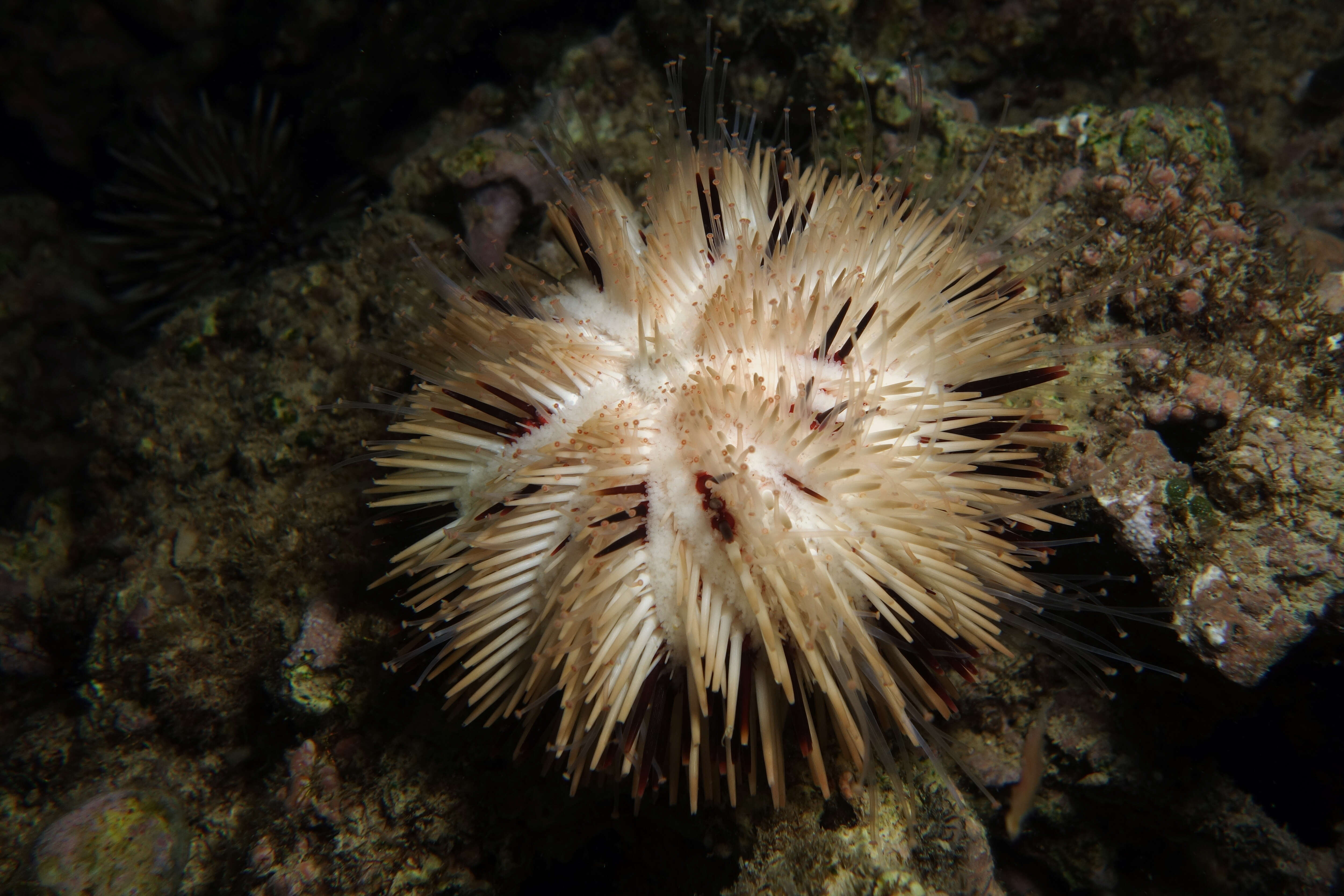 Image of Pseudoboletia maculata Troschel 1869