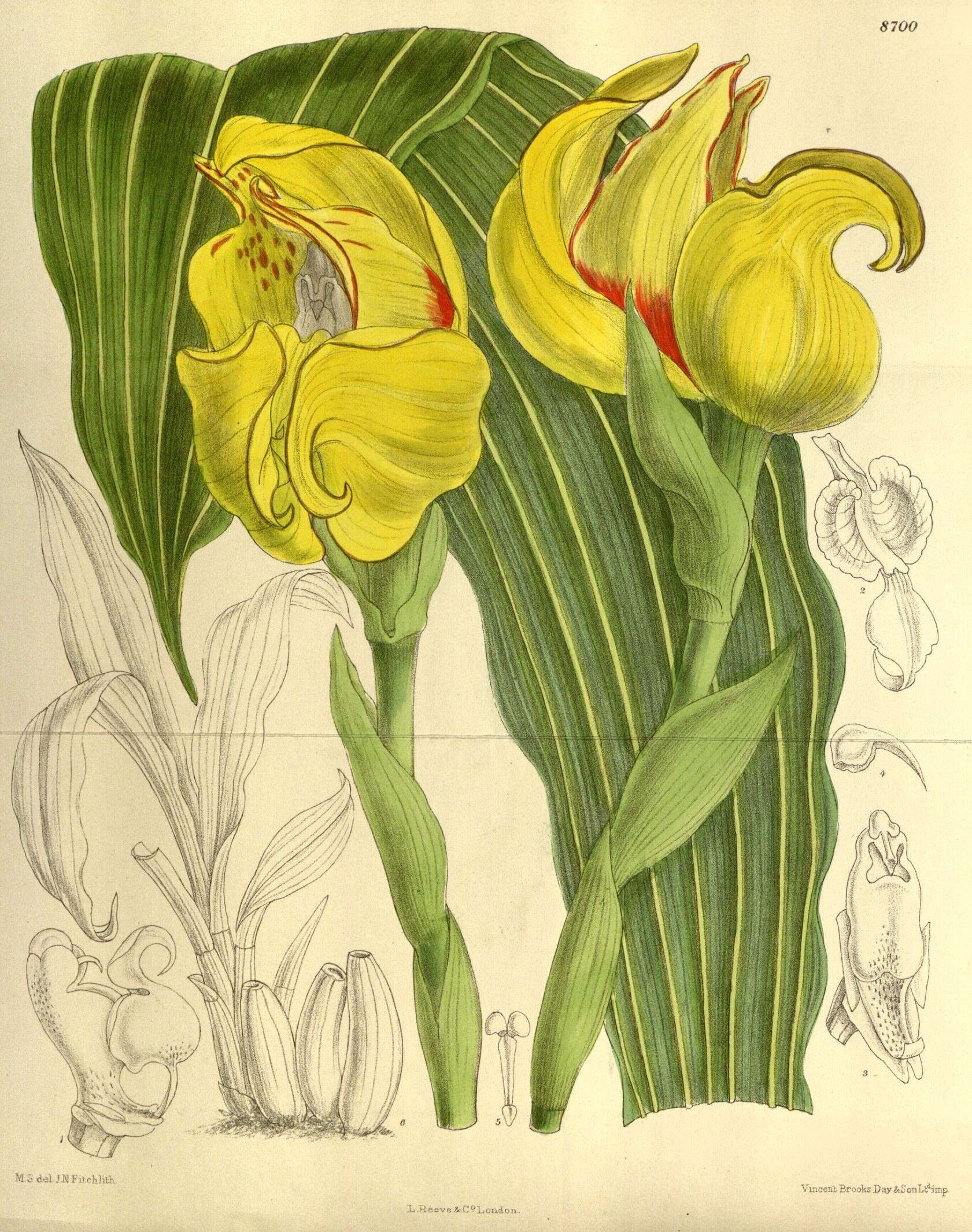 Image of Tulip orchids