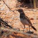 Image of Red Lark