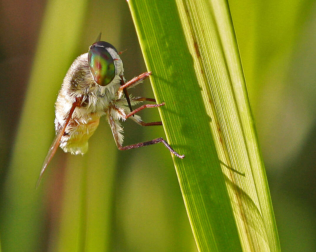 Image of tangle-veined flies