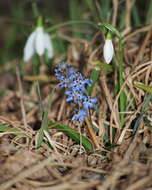 Image of Scilla vindobonensis Speta