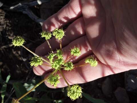 Image of barestem biscuitroot