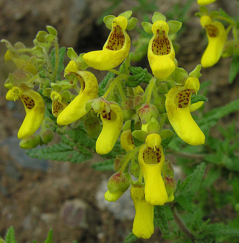 Image of Calceolaria teucrioides Griseb.