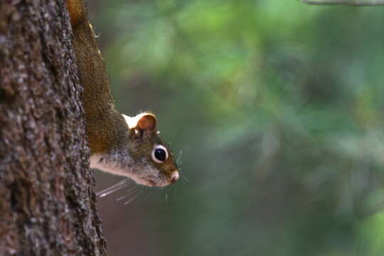 Image of Eurasian red squirrel