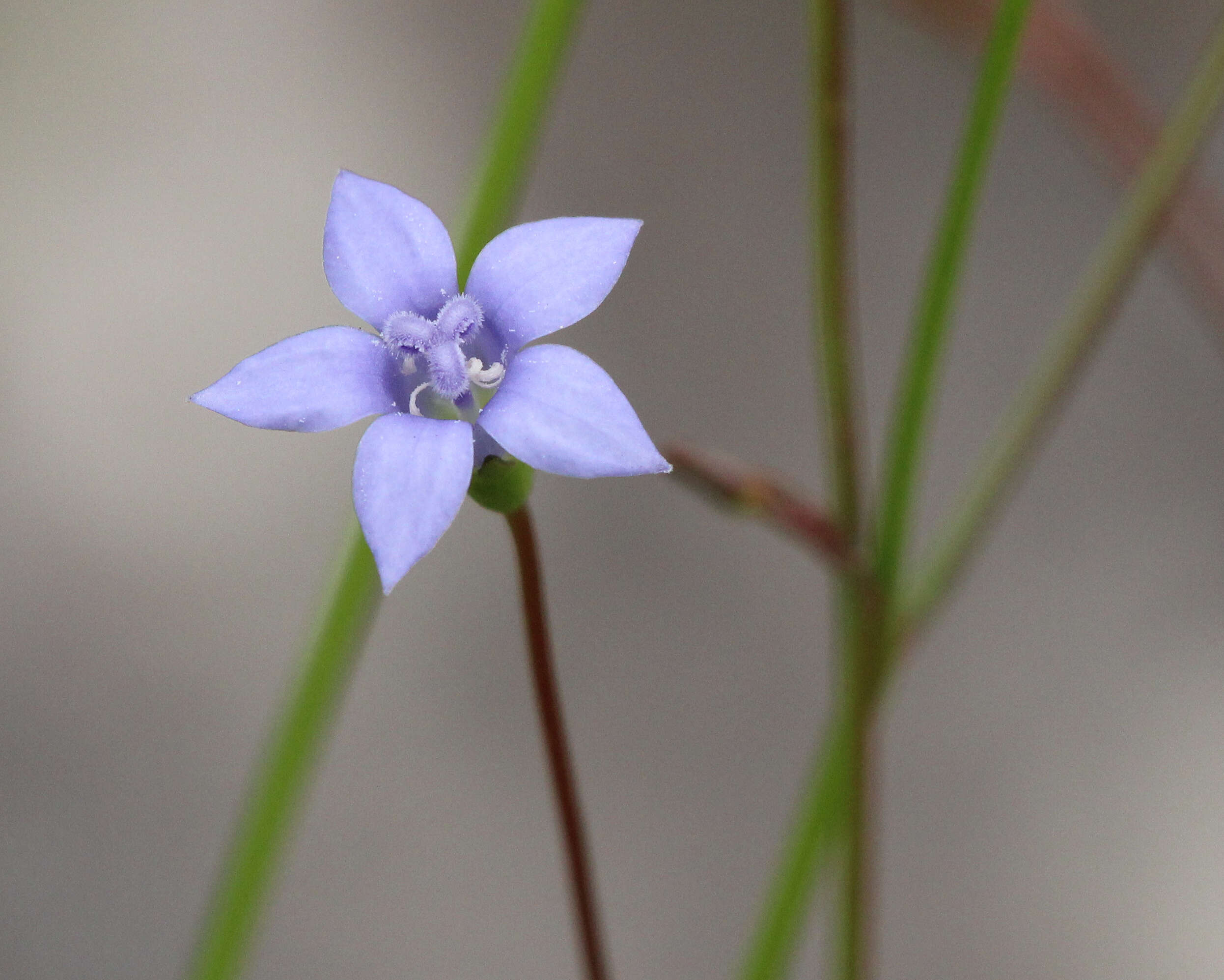 Image of southern rockbell