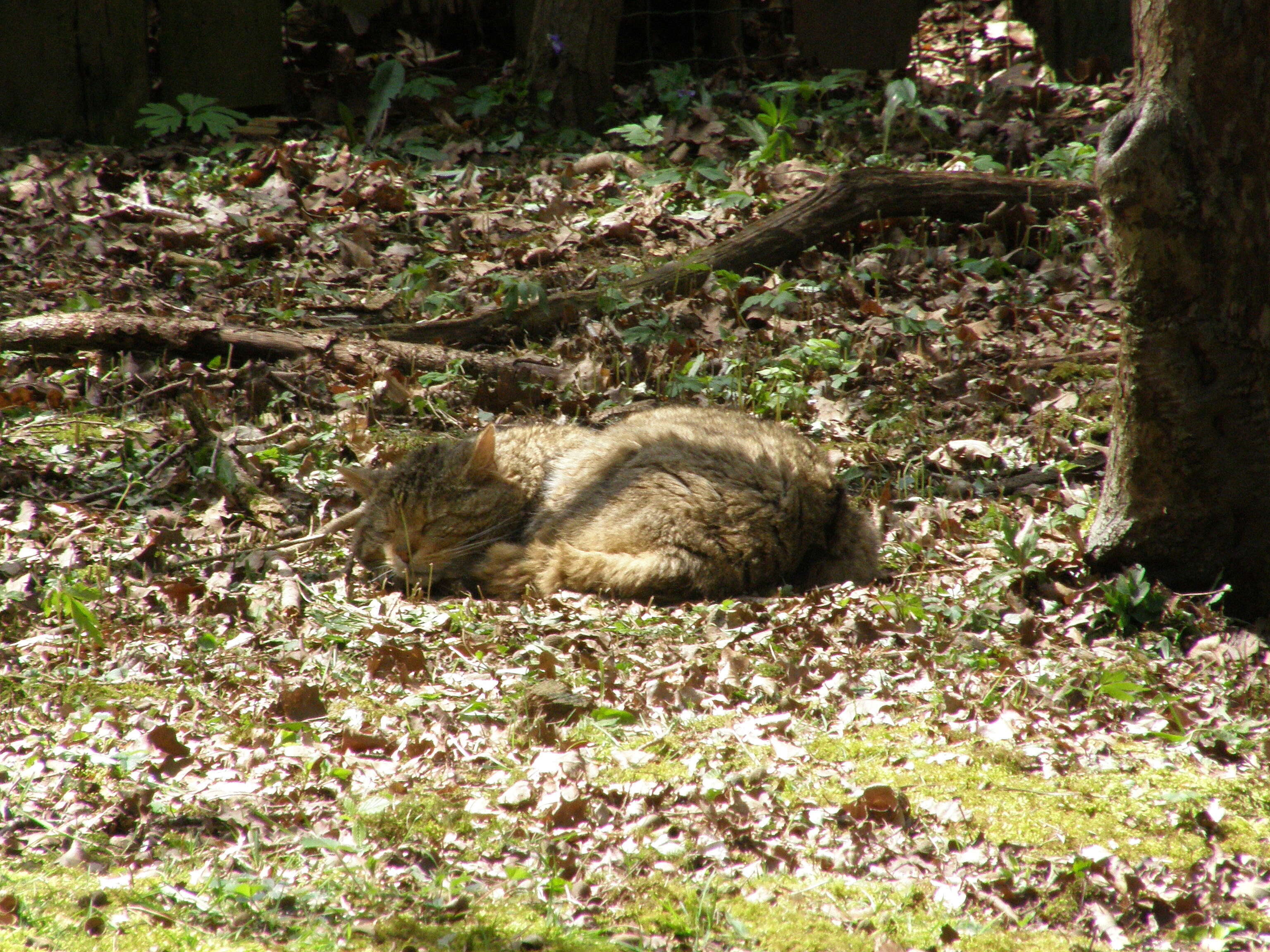 Image of Small Cats