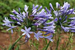 Imagem de Agapanthus africanus (L.) Hoffmanns.