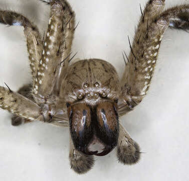 Image of wolf spiders