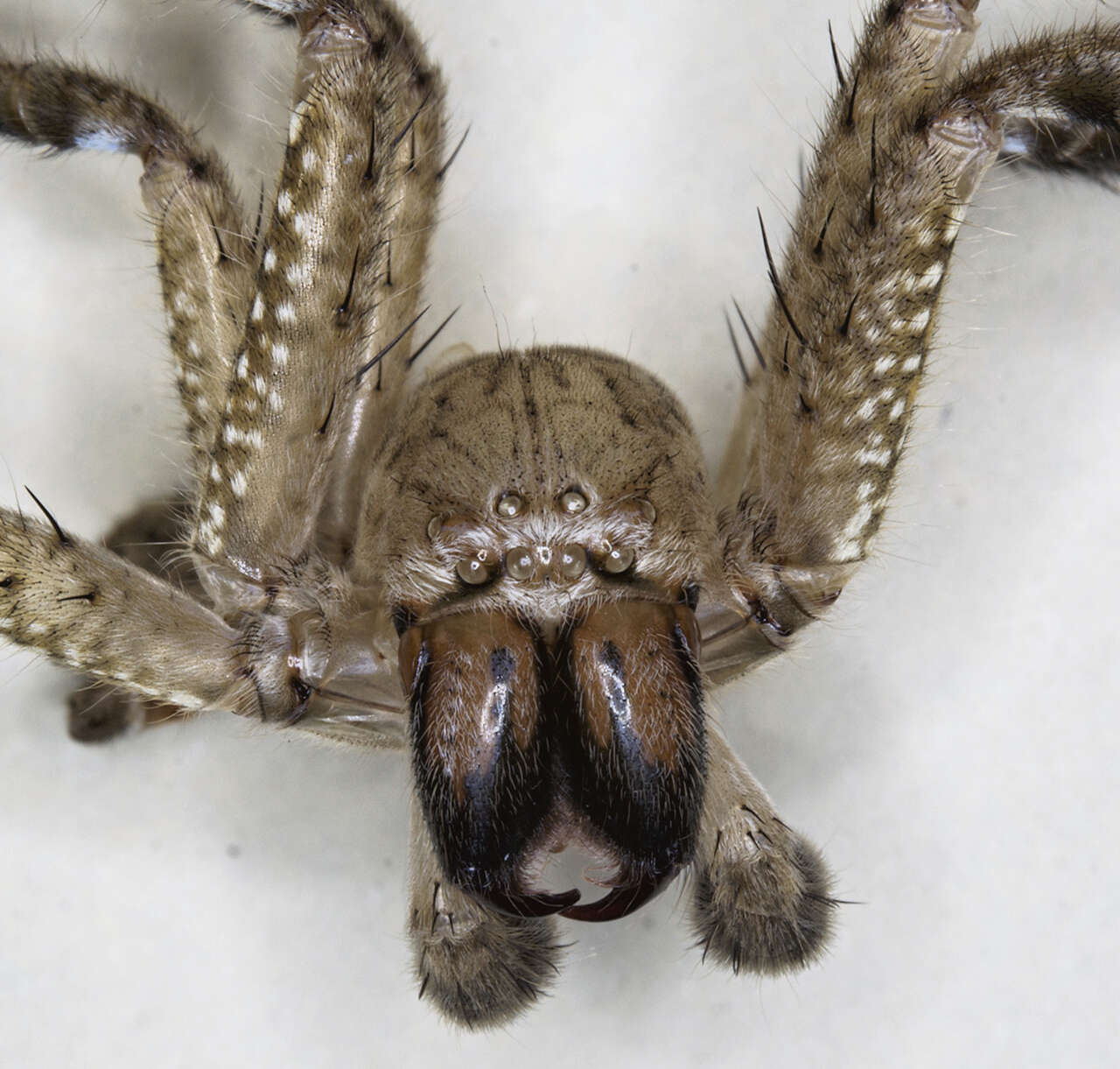 Image of wolf spiders