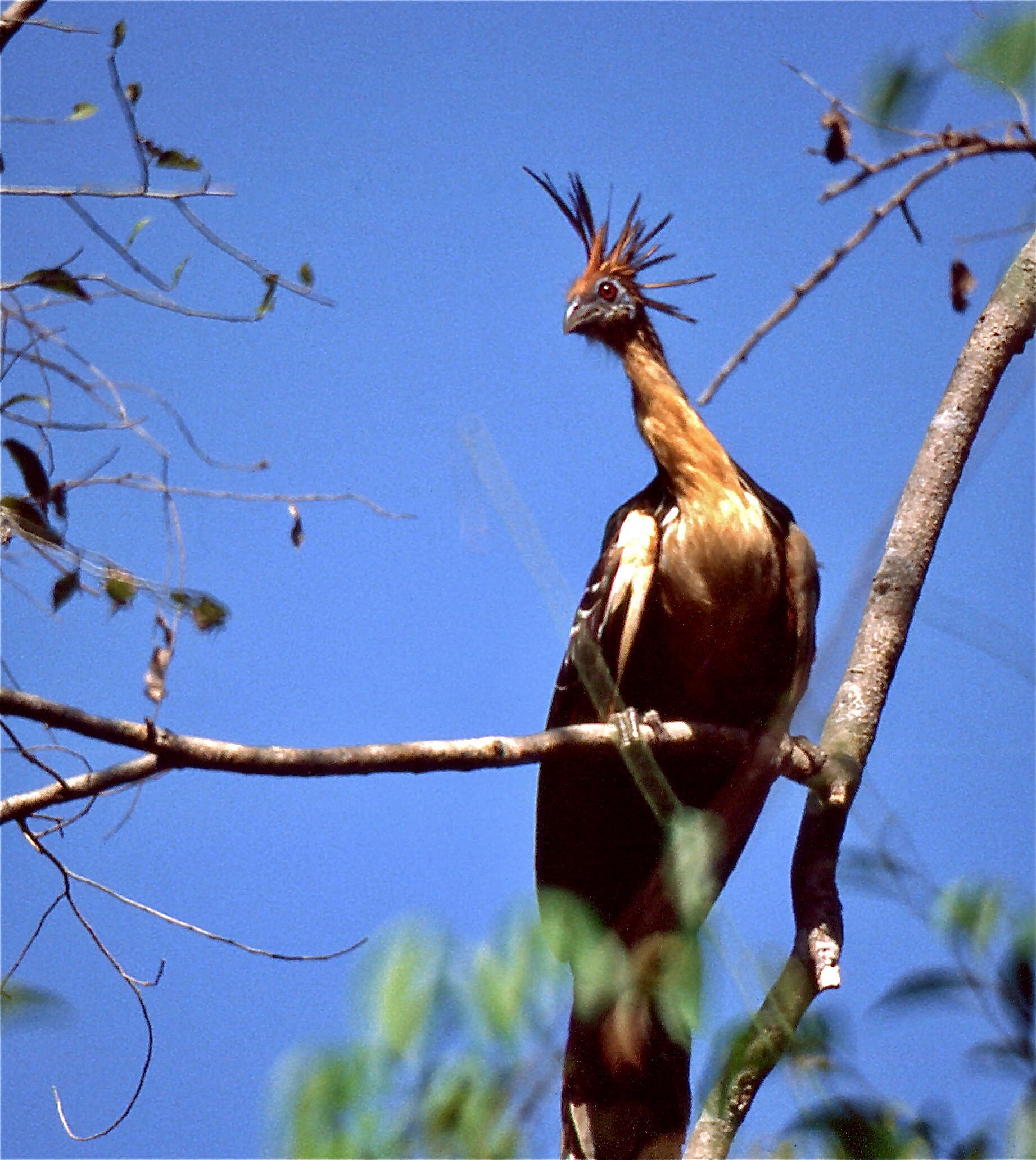 Image of Opisthocomiformes