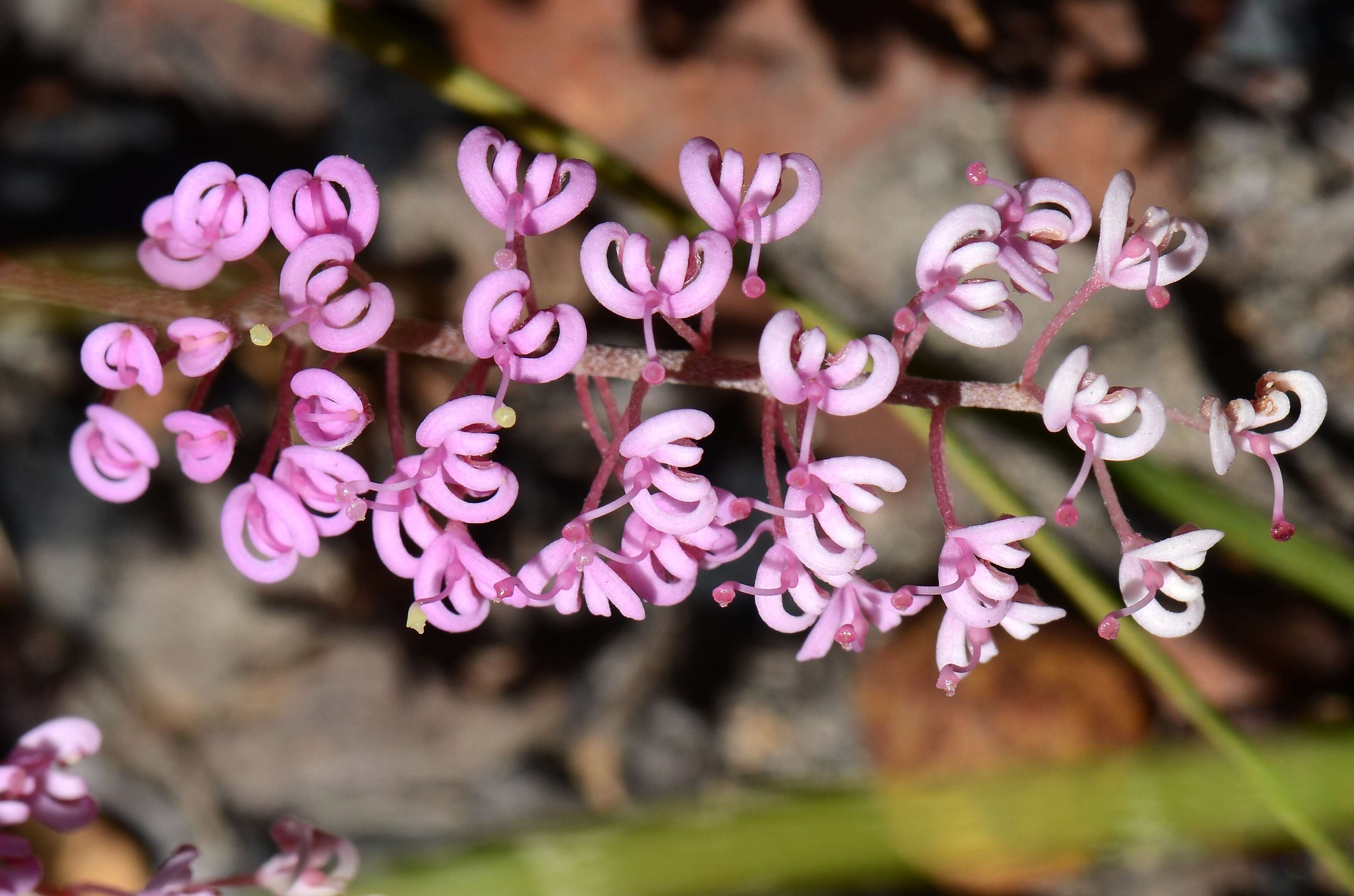 Image of Grevillea leptobotrys Meissn.