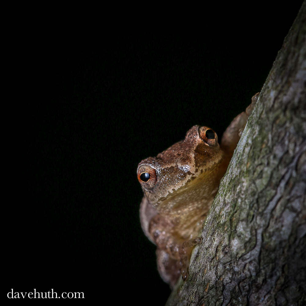 Image of Spring Peeper