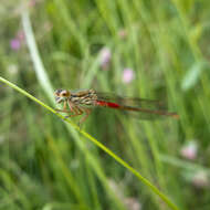 Image of Ceriagrion Selys 1876