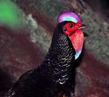 Image of Green Junglefowl