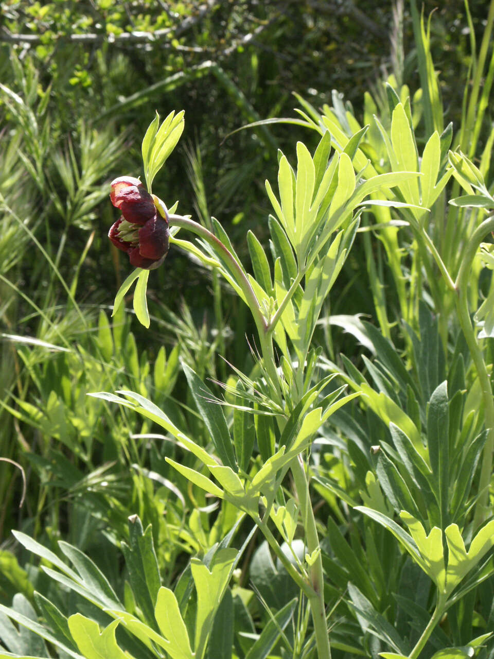 Image of California peony