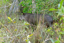 Image de Tapir D'Amérique