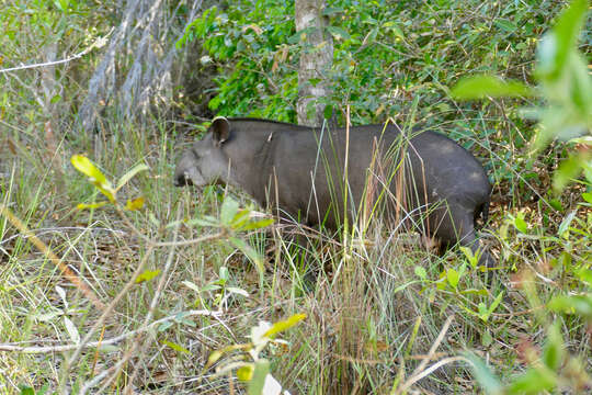 Image of Brazilian Tapir