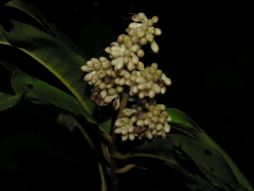 Plancia ëd Ardisia dunlapiana P. H. Allen