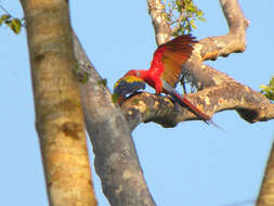 Image of Scarlet Macaw